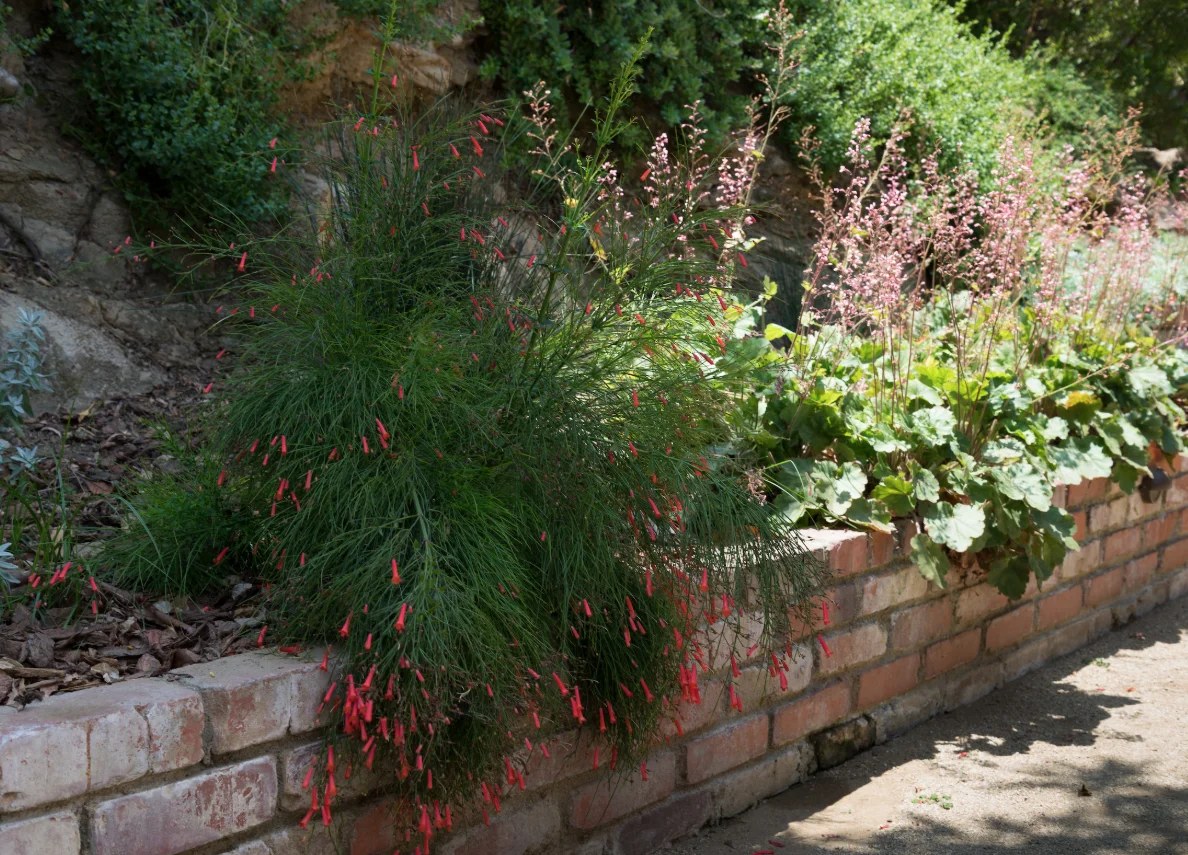 Twinkling fairy lights illuminating a bohemian backyard ideas setup